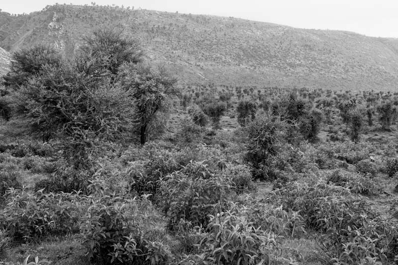 An afforested patch raised by villagers in Gopalpura, district Alwar, Rajasthan - a result of Rajendra Singh's water conservation efforts
